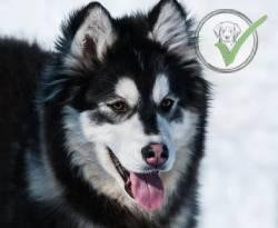 Alaskan Malamute