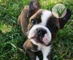 Boston Terrier