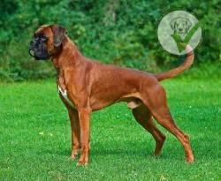 Boxer