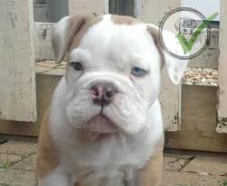 American Bulldog