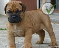 Bullmastiff