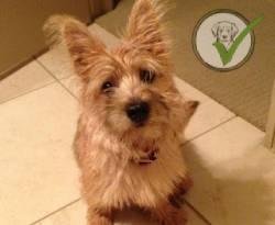 Cairn Terrier
