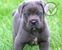 Cane Corso