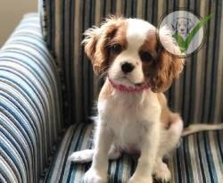 Cavalier King Charles Spaniel