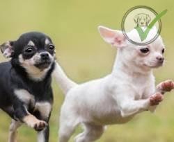 Chihuahua