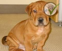 Chinese Shar-Pei
