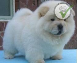 Chow Chow