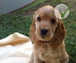 Cocker Spaniel