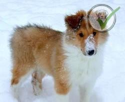 Collie
