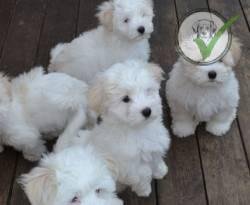 Coton De Tulear