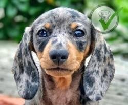Dachshund