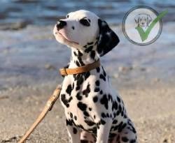 Dalmatian