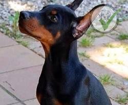 Doberman Pinscher