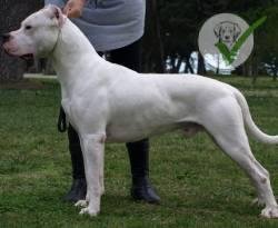 Dogo Argentino