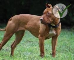 Bull Terrier