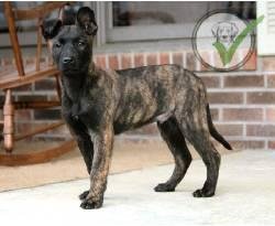 Dutch Shepherd