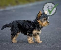 Yorkshire Terrier