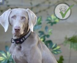 Weimaraner