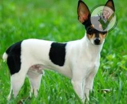 Toy Fox Terrier