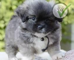 Tibetan Spaniel