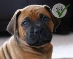 Boerboels