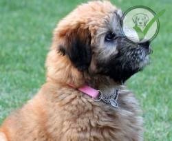 Soft Coated Wheaten Terrier