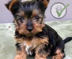 Silky Terrier
