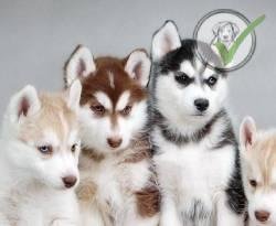 Siberian Husky