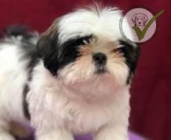 Shih Tzu