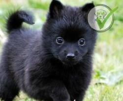 Schipperke