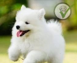 Samoyed