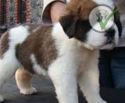Saint Bernard