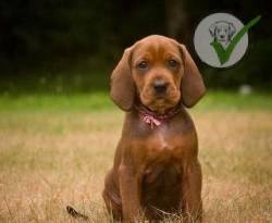 Redbone Coonhound