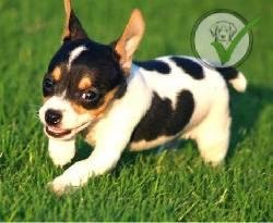 Rat Terrier