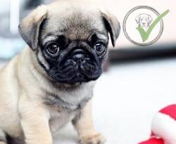 Pug