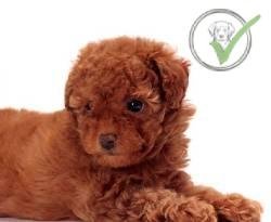 Poodle (Toy)