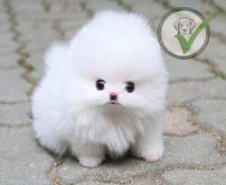Pomeranian