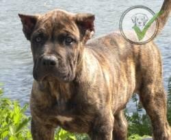 Perro de Presa Canario
