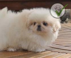 Pekingese