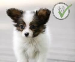 Papillon