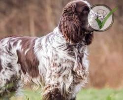 English Springer Spaniel