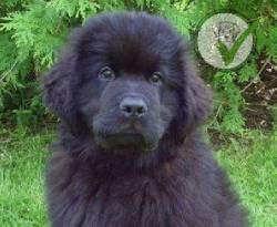 Newfoundland