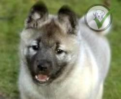 Norwegian Elkhound
