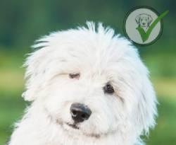 Old English Sheepdog