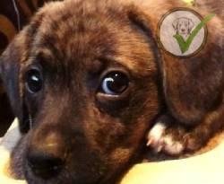 Mountain Cur