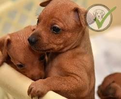 Miniature Pinscher