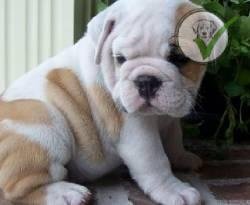 Bulldog