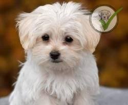 Maltese