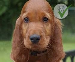 Irish Setter