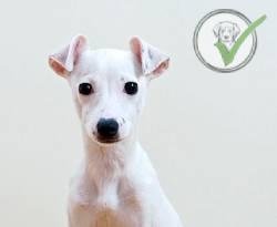 Greyhound